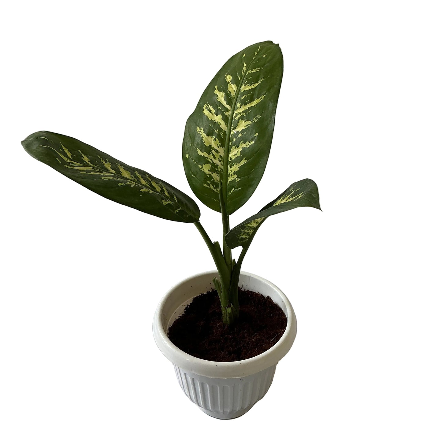 Dieffenbachia Plant In 8 Inch Olive Pot