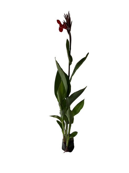 Canna lily Flower Plant In 8 Inch Poly Bag