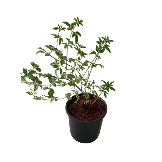 Chameli Flower Plant In 6 Inch Nursery Pot