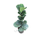 Fiddle leaf (Ficus Lyrata) Plant In 8 Inch Black Nursery Pot In Hight 2.5 To 3 Feet.