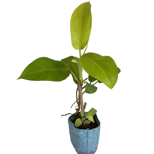 Golden Philodendron in 4 inch poly bag