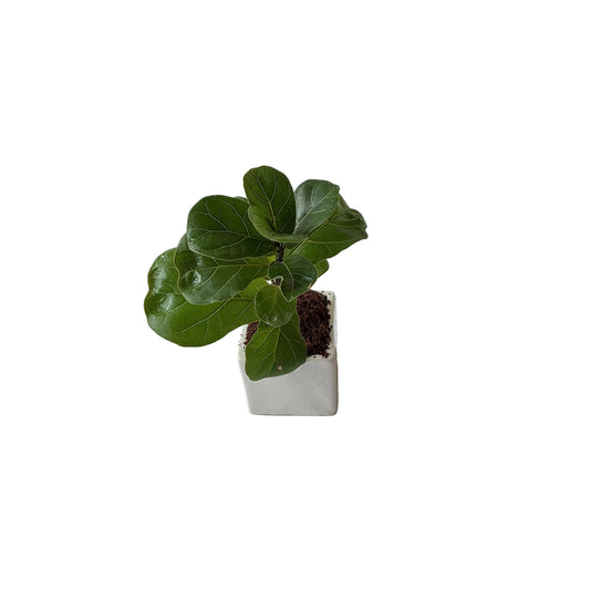 Fiddle leaf ( Ficus lyrata) plant in 4 inch ceramic pot any design