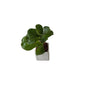 Fiddle leaf ( Ficus lyrata) plant in 4 inch ceramic pot any design