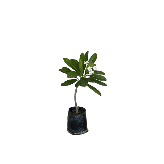 Champa White Plants In 10 Inch Poly Bag