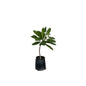 Champa White Plants In 10 Inch Poly Bag