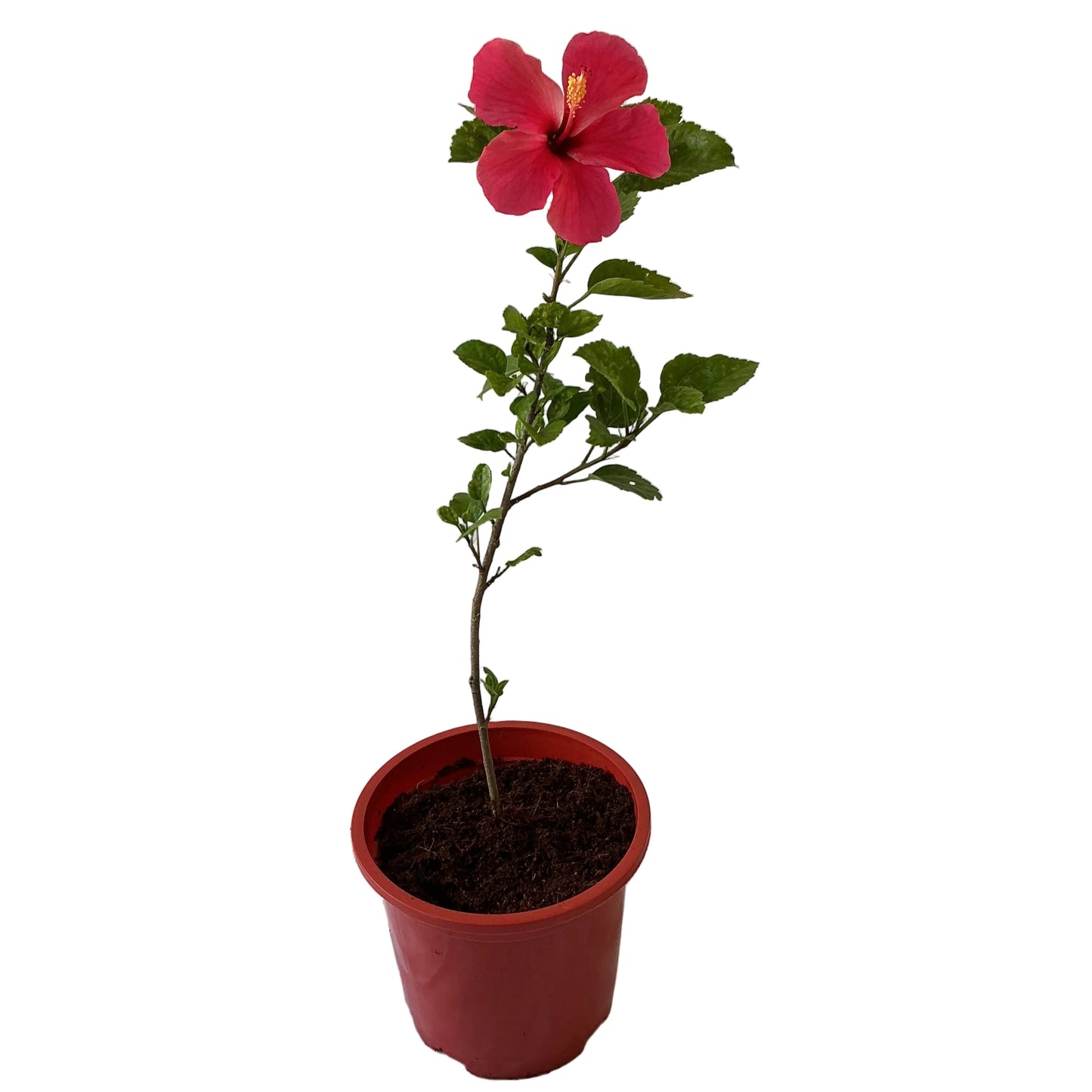 Hibiscus Gudhal Plant In 8 Inch Red Nursery Pot