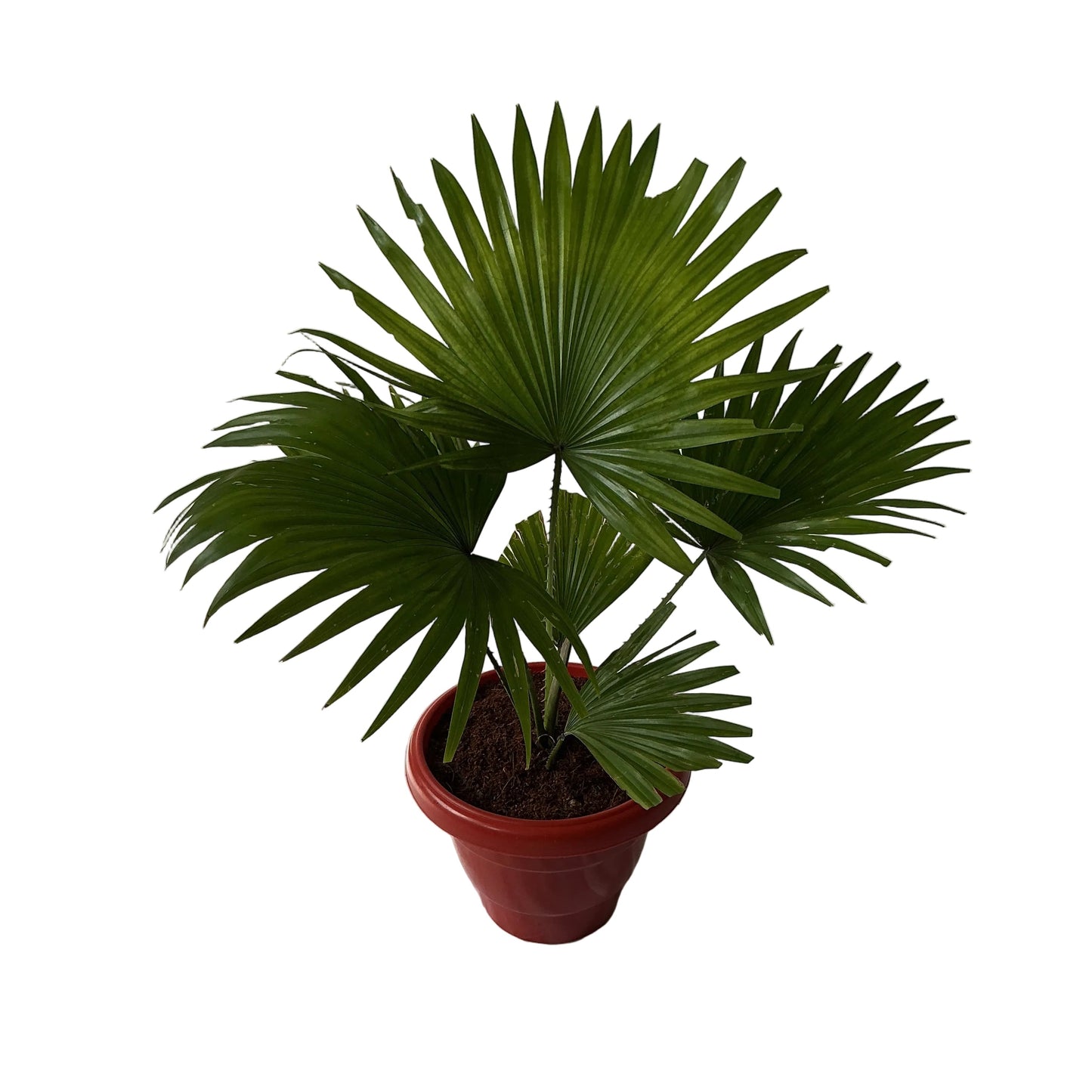 China Palm In 8 Inch Red Classic Pot