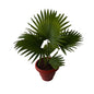 China Palm In 8 Inch Red Classic Pot