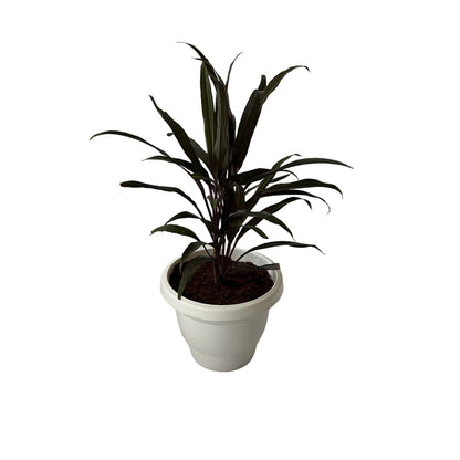Dracaena Black Plant In 8 Inch White Classic Pot