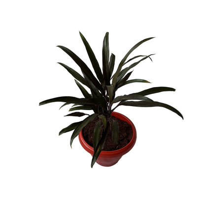 Dracaena Black Plant In 8 Inch Red Classic Pot