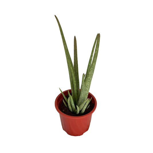Alov Vera plant in 8 inch red nursery pot