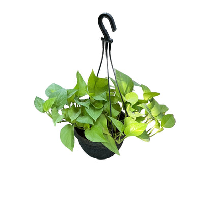 Money Plant golden Hanging Basket In 7 Inch