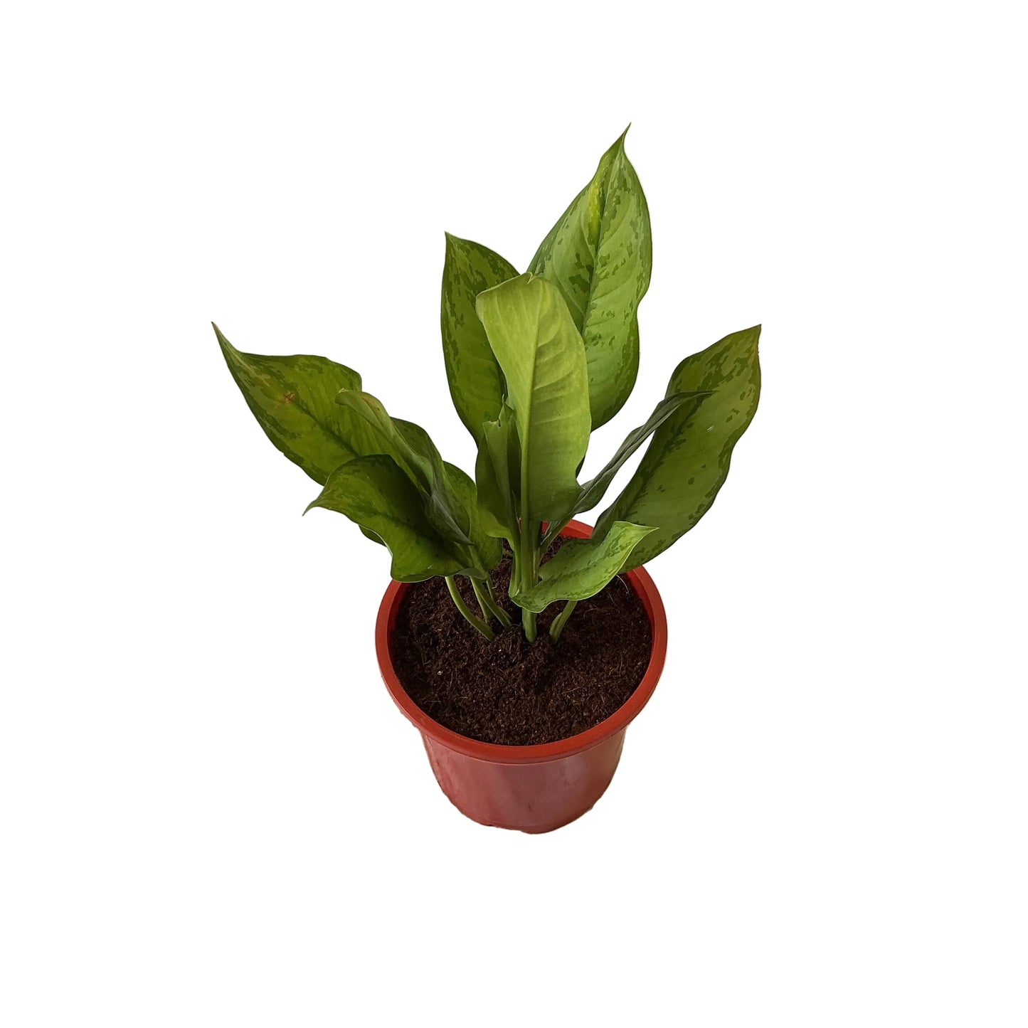 Aglaonima green plant in 8 inch red pot