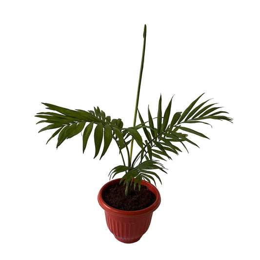Chamaedorea Plant In 8 Inch Red Olive Pot