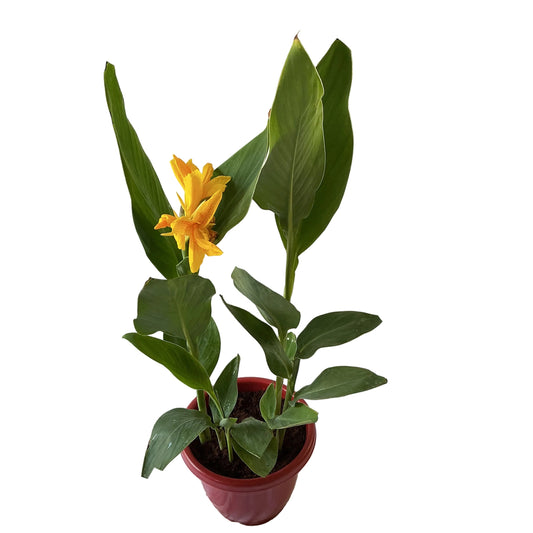 Canna lily plant 10 inch red classic pot