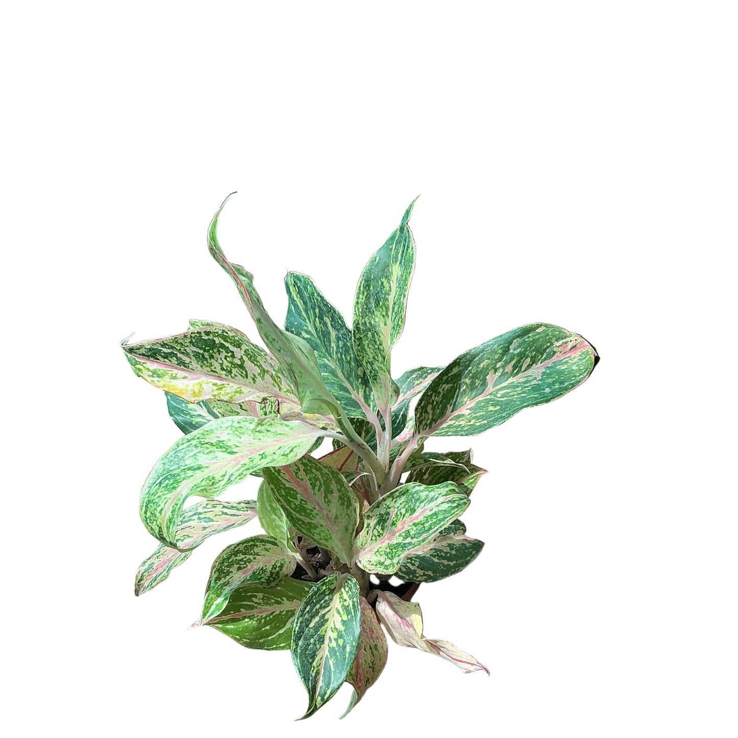 Aglaonima Orange Colour Plant In 6 Inch Nursery Pot