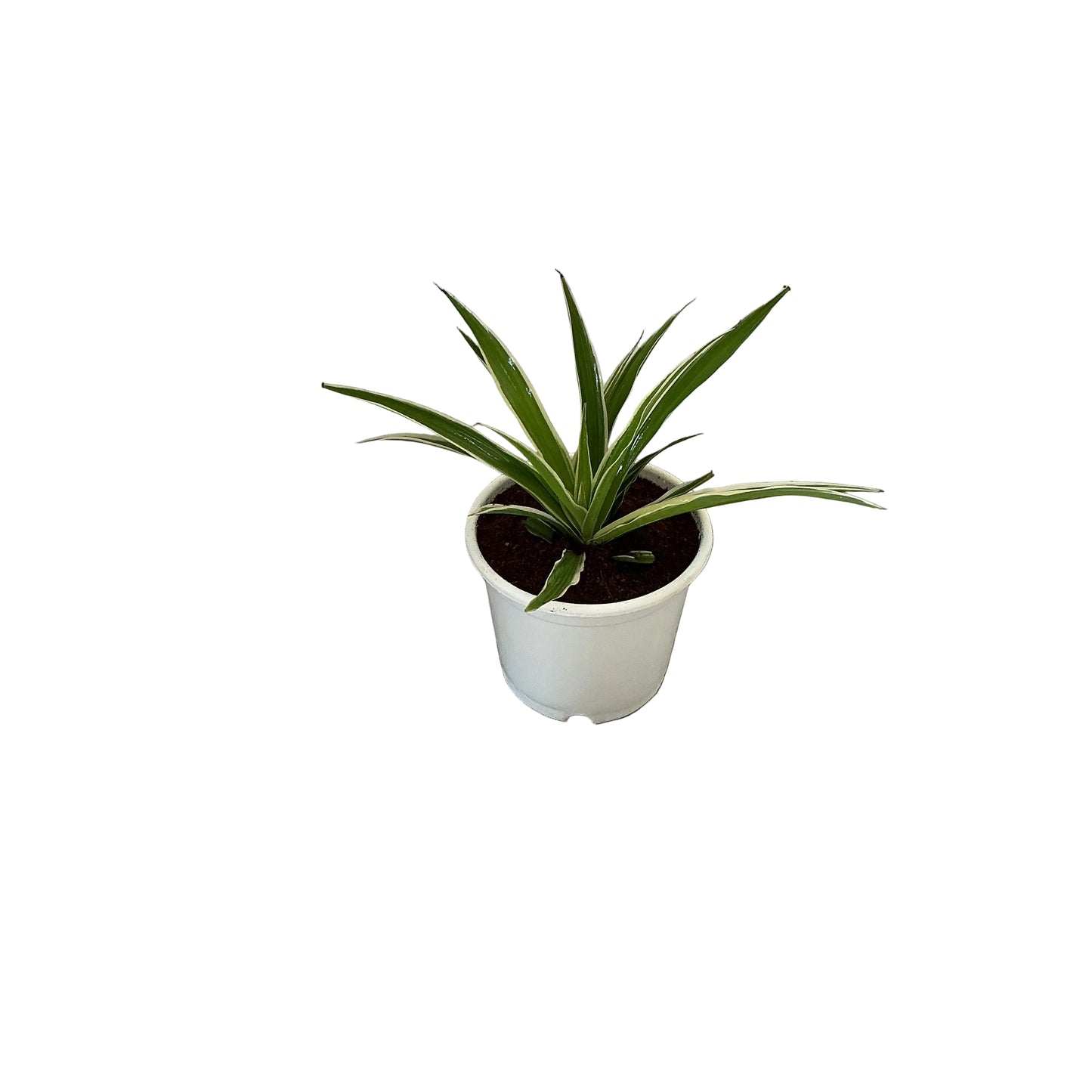 Spider/Chlorophytem Plant In 6 Inch White Nursery Pot