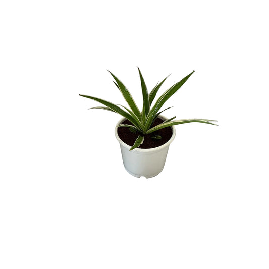 Spider/Chlorophytem Plant In 6 Inch White Nursery Pot