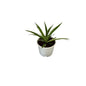 Spider/Chlorophytem Plant In 6 Inch White Nursery Pot