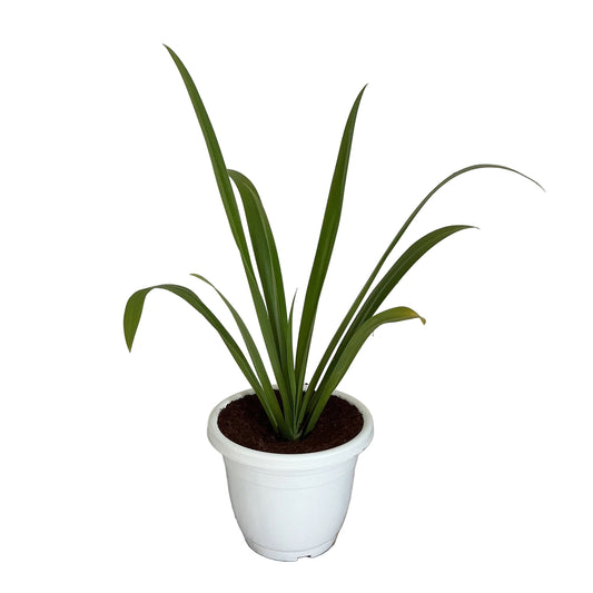 Creamy Lily Plant In 10 Inch white Classic Pot