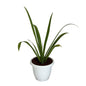 Creamy Lily Plant In 10 Inch white Classic Pot