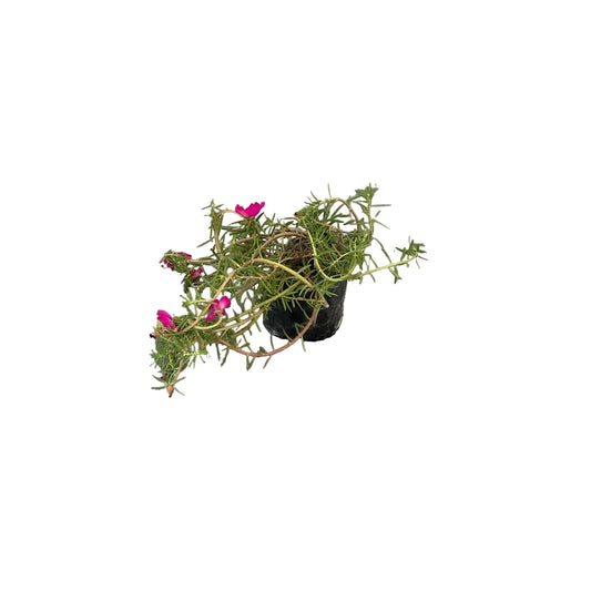 Portulaca Flower Plant in 4 inch polybag