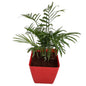 Chamaedorea plants in 4 inch square orchid red pot