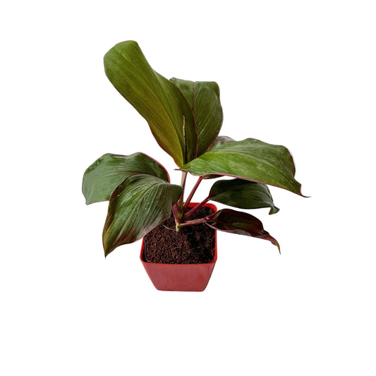 Dracaena red ruby plant (Rozia plant) in 4 inch any design pot