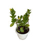 Allamanda Flowers Plant in 10 inch white classic pot.