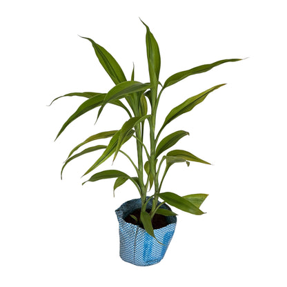 Golden Lucky Bamboo in 4 inch polybag