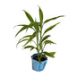 Golden Lucky Bamboo in 4 inch polybag