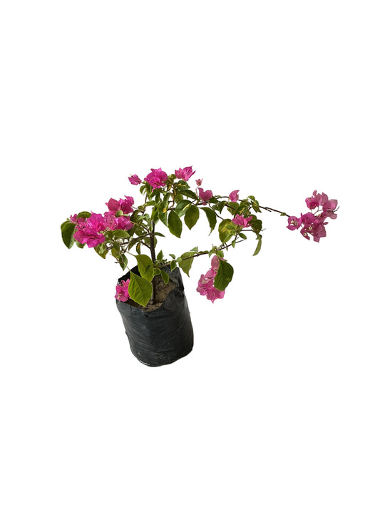 Baganvelliya Plant Any Colour In 10 Inch Poly Bag