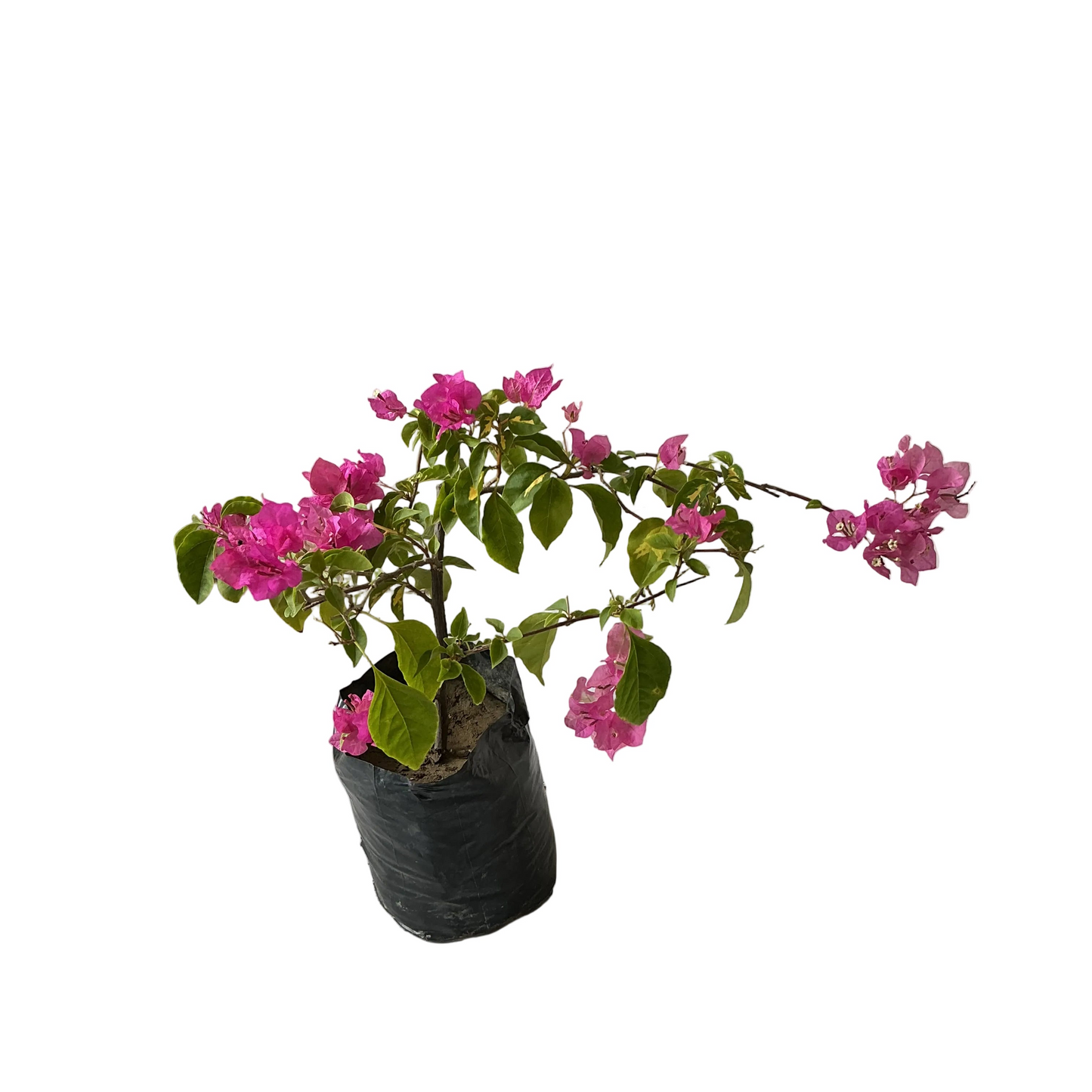Baganvelliya Plant Any Colour In 10 Inch Poly Bag