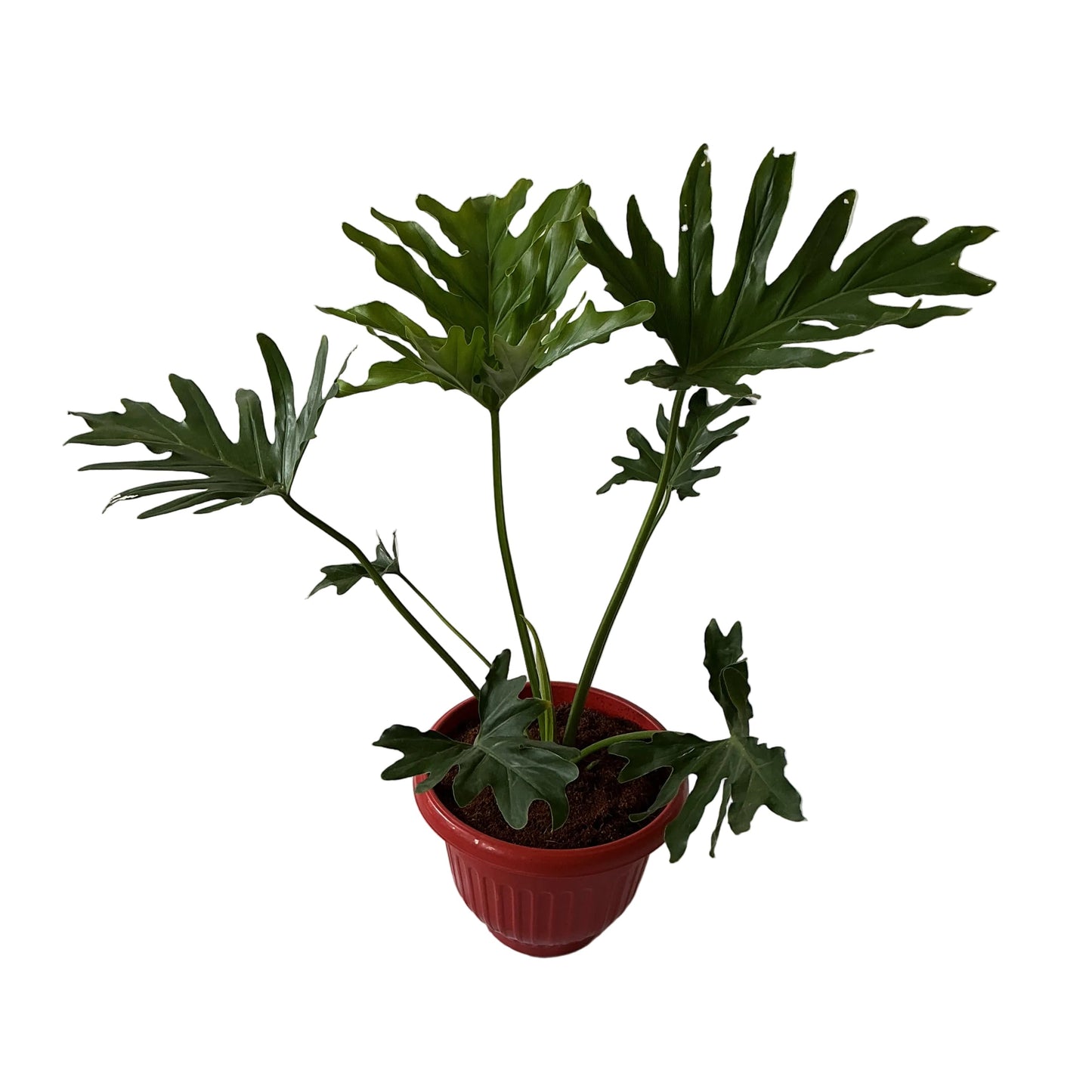 Philodendron Selloum Plant In 10 Inch Red Olive Pot