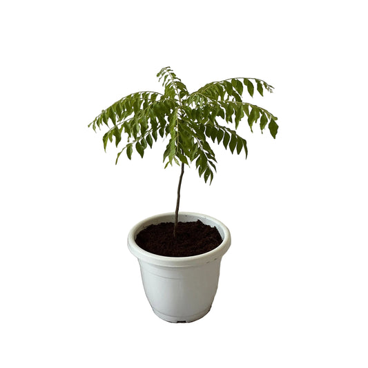 Curry Patta Plant In 10 Inch White Classic Pot