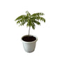 Curry Patta Plant In 10 Inch White Classic Pot