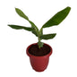 Banana tree in 10 inch red classic pot