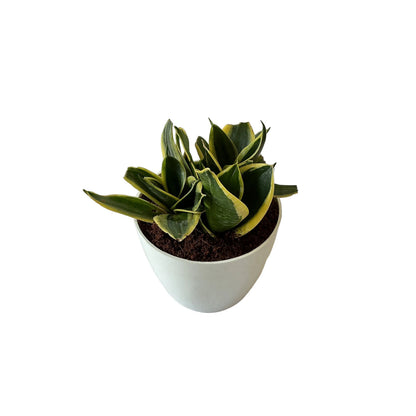 Snack dwarf plant in 4 inch white orchid round pot