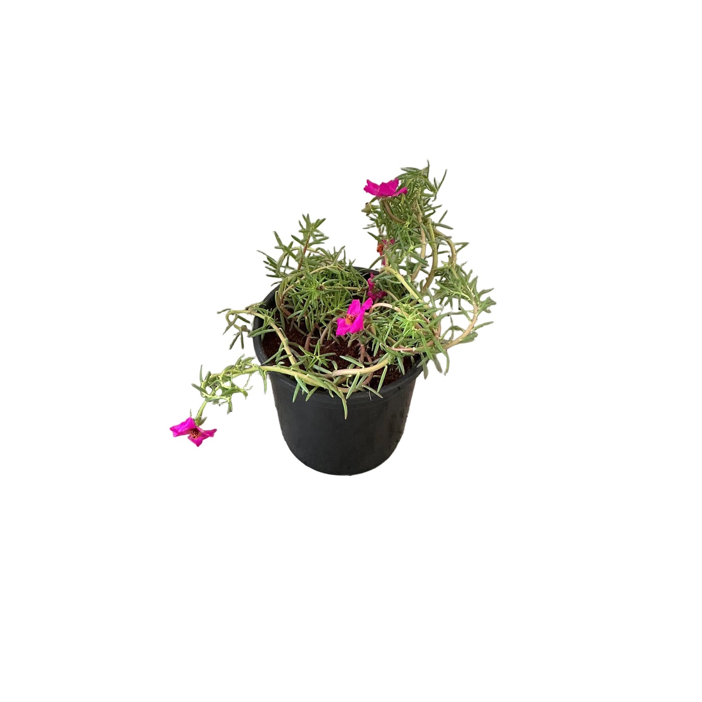Portulaca/moss rose flower plant In 6 Inch Nursery Pot