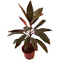 Dracaena Red Plant (Red Mahatma plant) In 8 inch  red pot