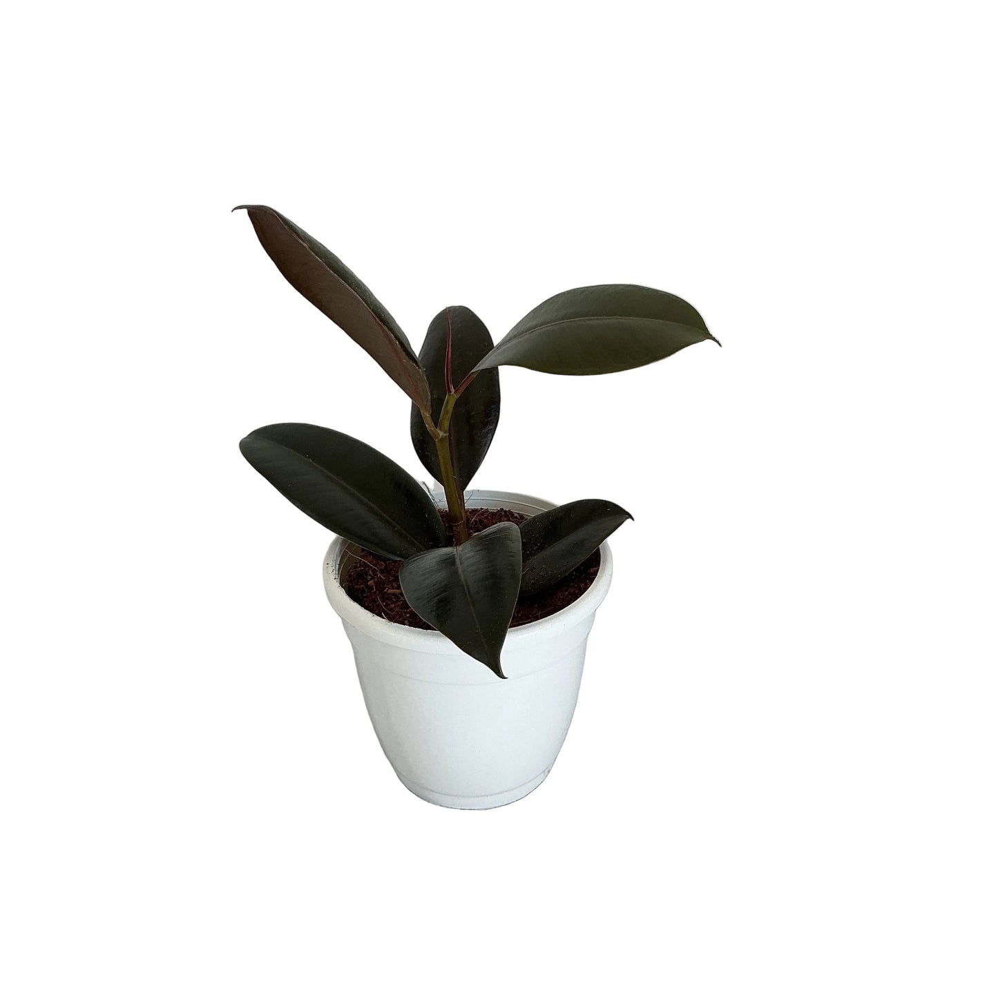 Ruber plant in 5 inch white classic pot