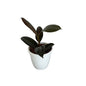 Ruber plant in 5 inch white classic pot