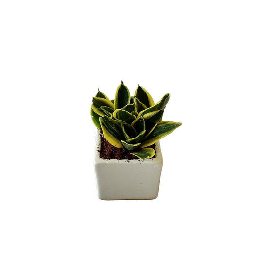 Snack Dwarf plant in 4 inch white square ceramic pot