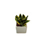 Snack Dwarf plant in 4 inch white square ceramic pot