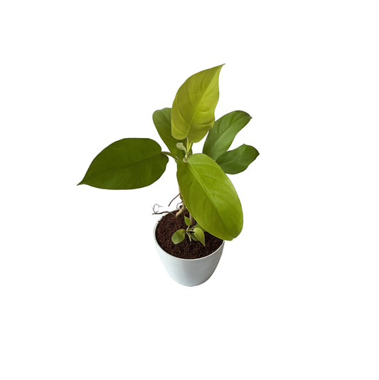 Golden philodendron in 4 inch white orchid round pot