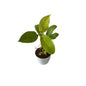 Golden philodendron in 4 inch white orchid round pot