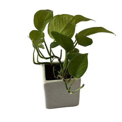 Money Plants In 4 Inch White Square Ceramic Pot