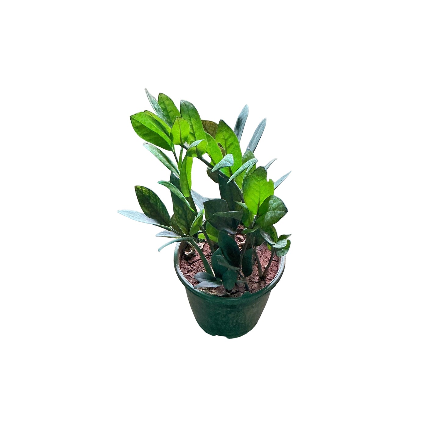 Zz Plant In 6 Inch Nursery