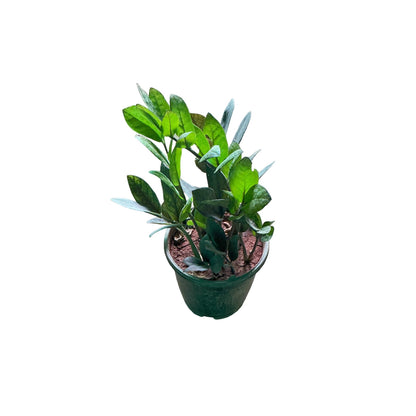 Zz Plant In 6 Inch Nursery