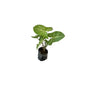 Songonium Green Plant 	In 4 inch Bag